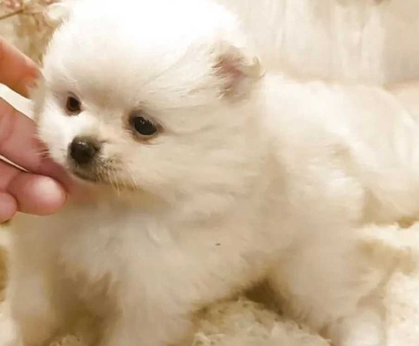 Померан мини и стандартен