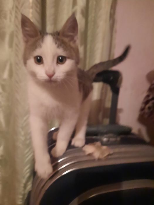 Котенок девочка 2 месяца.