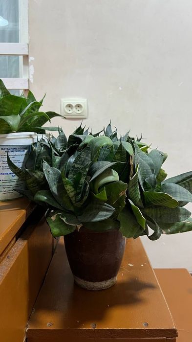 Растения для вашего дома и офиса