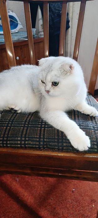 Вязка Шикарные чистокровные коты британец Золотой nu 11 и серебро фолд