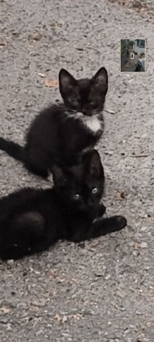 Котята ищут дом !