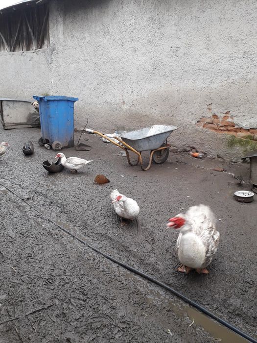 Rațe leșești de vânzare