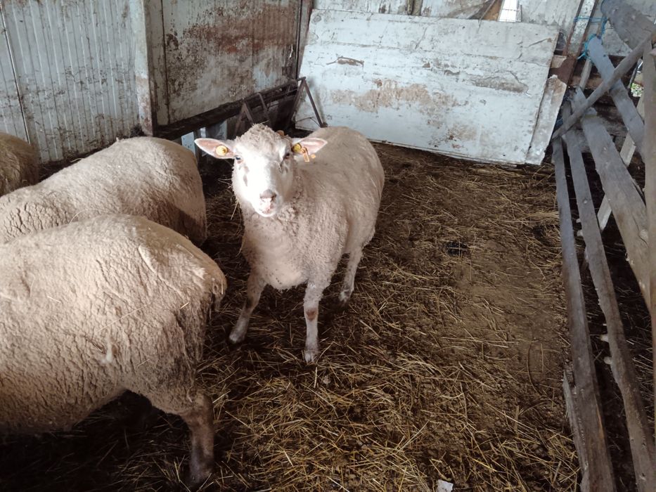 Oi de rasa de carne, schimb și cu tractor