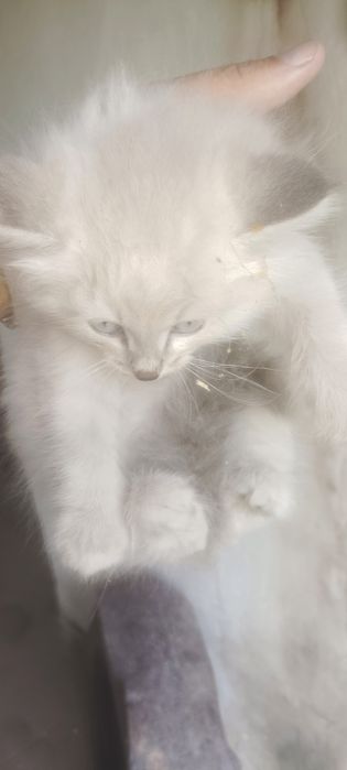 Отдам бесплатно котёнка