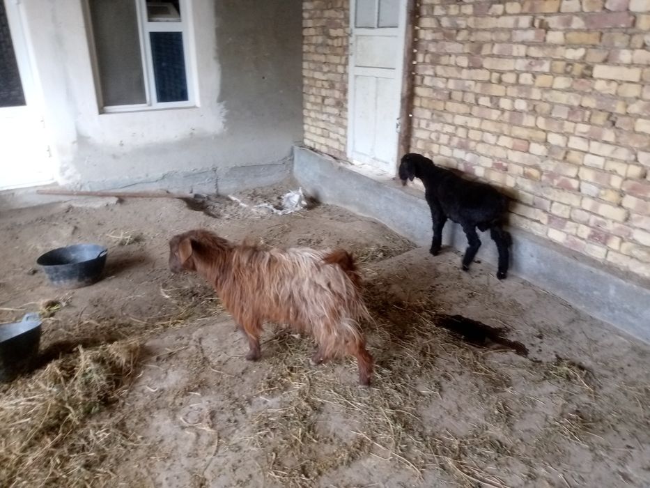 Kalshox bug6z echki sotiladi