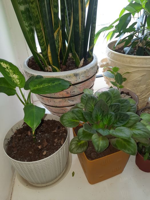 Продам комнатные цветы