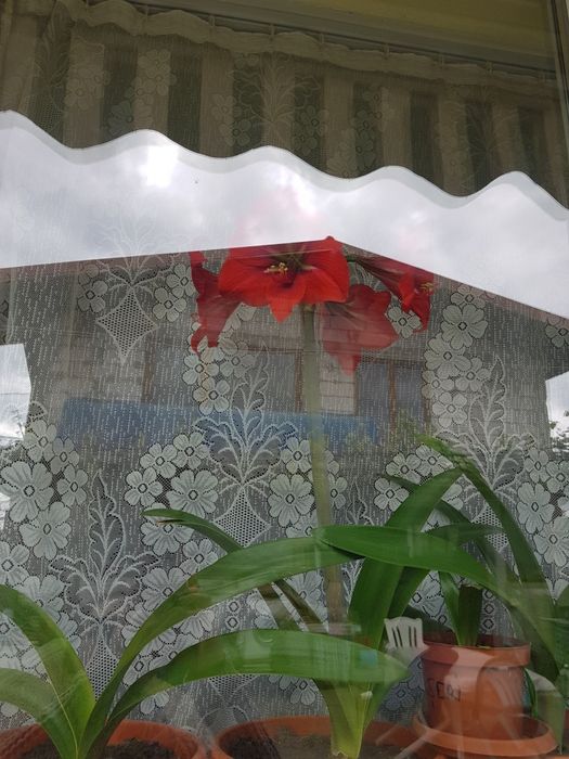 Vand Crin rosu înflorit