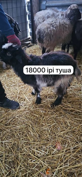 Туша лақтар бар күйлері жақсы