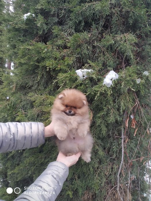 Щенки померанского шпица