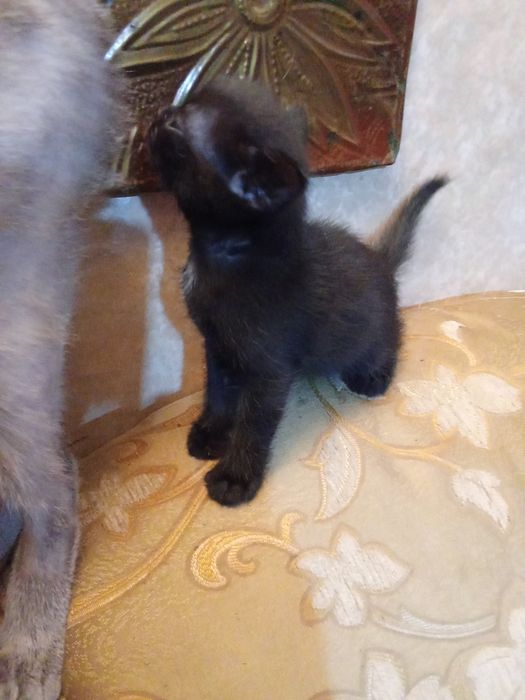 Продам.  котят не дорого