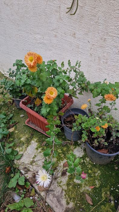 Vând tufanele, crizanteme