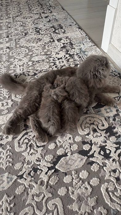 продаются породистые котята