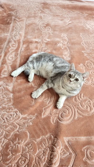 British shorthair