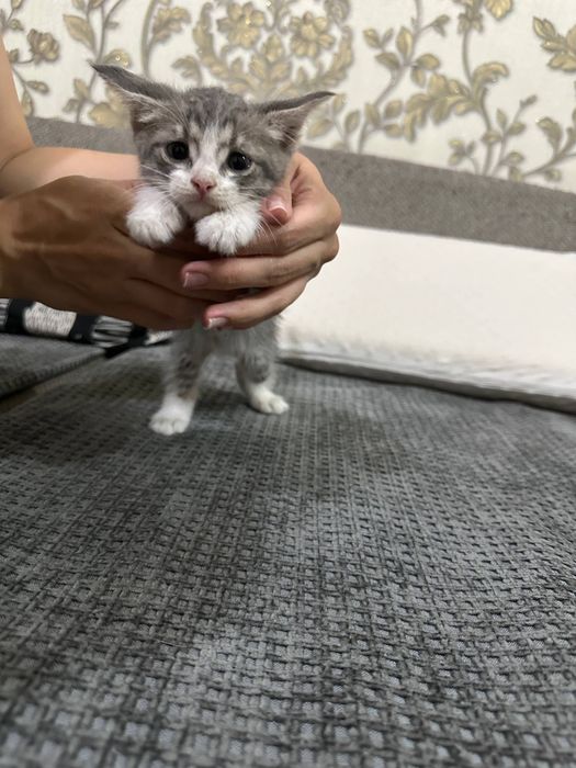 ище дом котенку (мальчик)