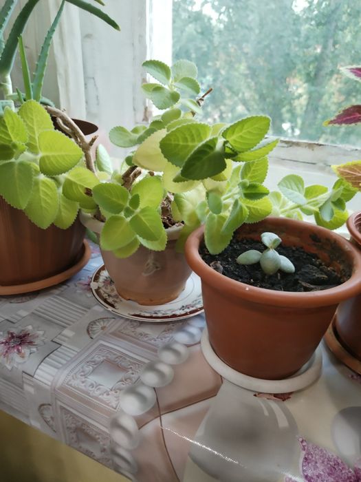 Комнатные растения.