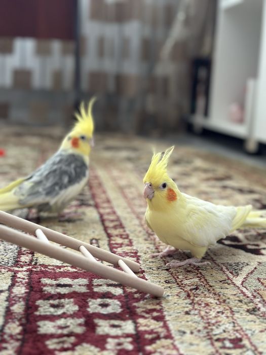 Пара корелл с клеткой