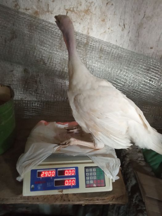 Kurka jo'jalari Big 6