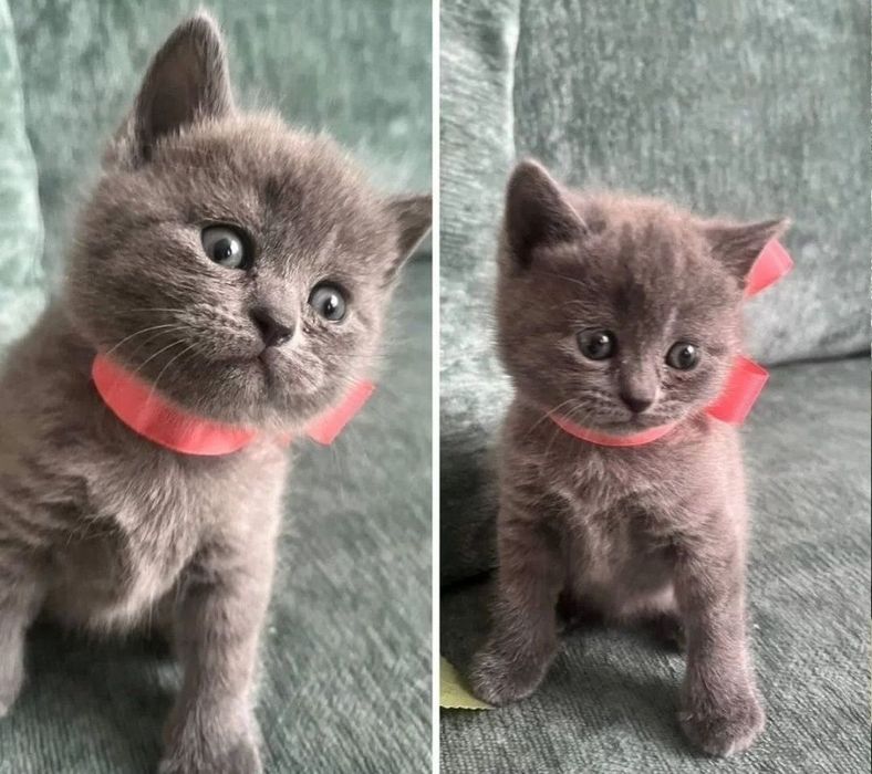 Малышки в плюшевых шубках