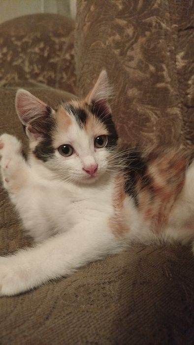 Отдам котят в хорошие руки.