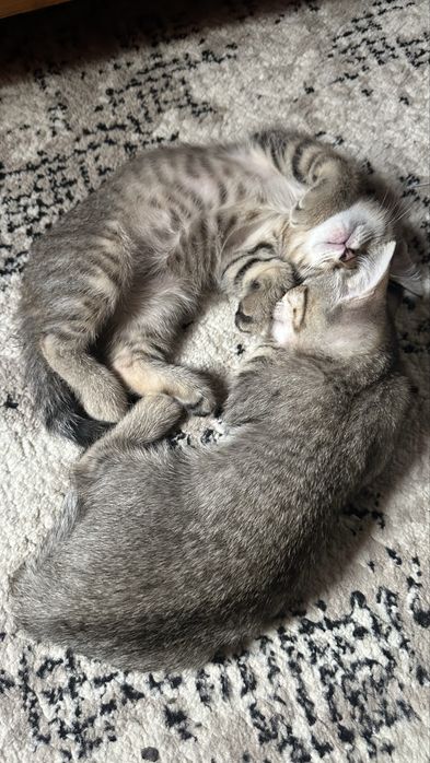 Отдам даром котят в хорошие руки