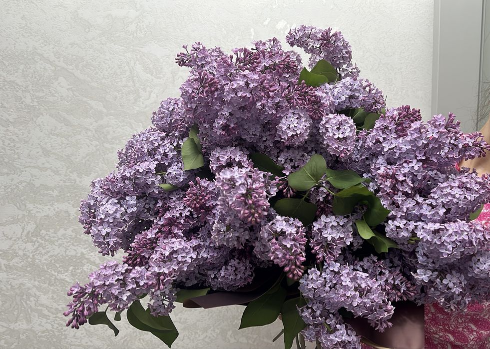 сирень сирень цветы цветы