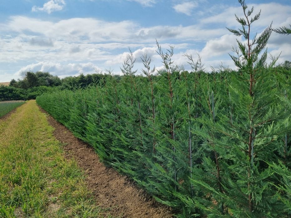 Pepiniera Cristea vinde Chiparos Leyland gard viu (altoit)
