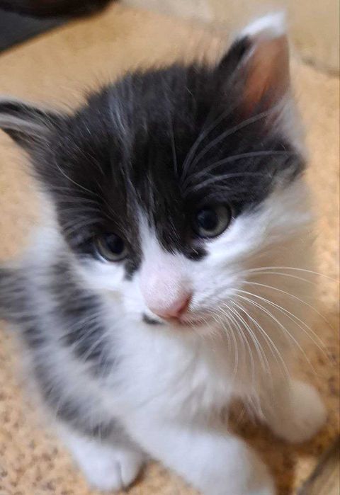 Белая кошечка с черненькими пятнами