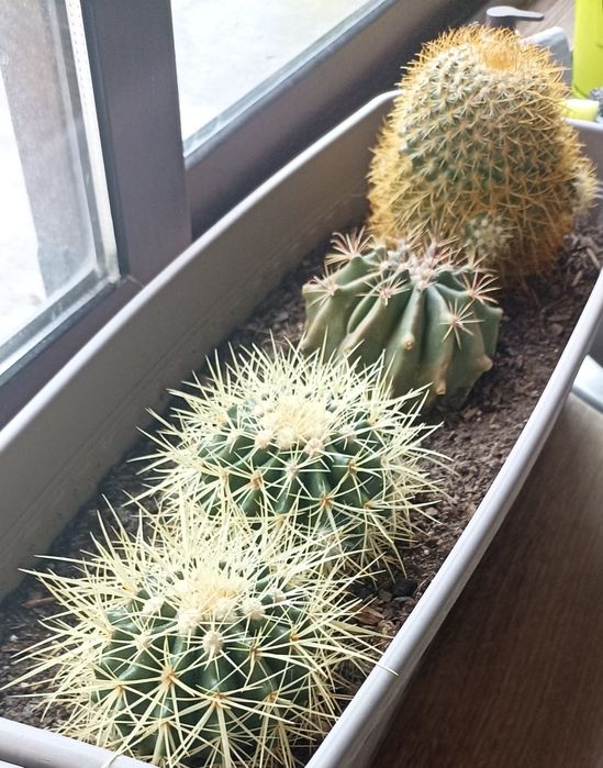 Екзотичен микс от цветя