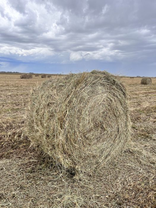 Тюки рулонные сено 300кг