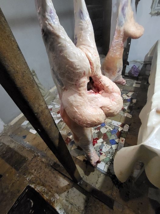 Қой откорм сатылады