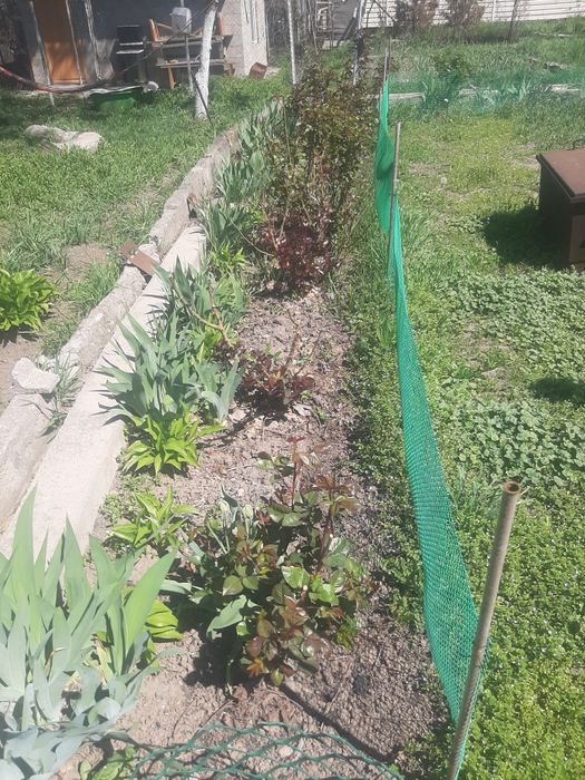 Смородина куст(4)  продам