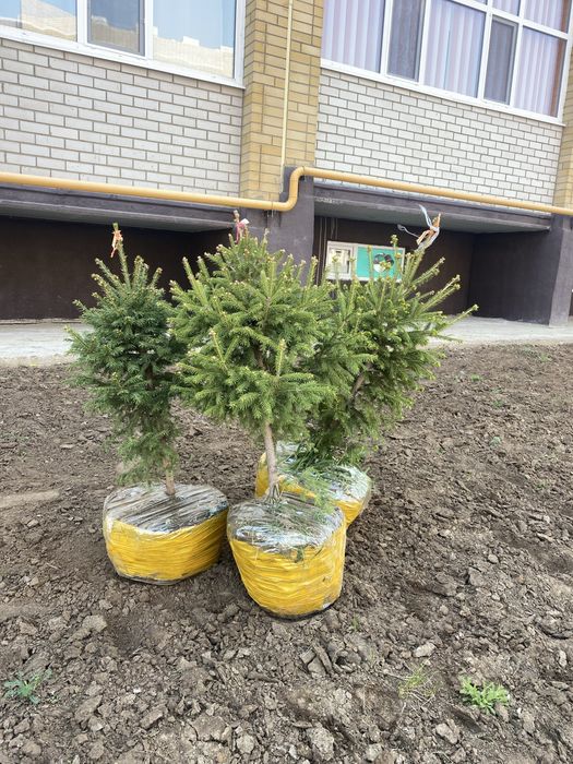 ель и сосны местный в актобе