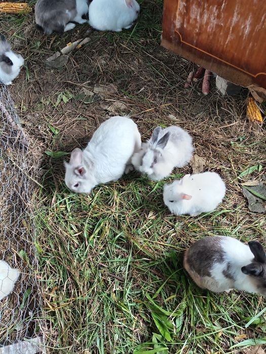 Iepuras de companie Cap de Leu pitic