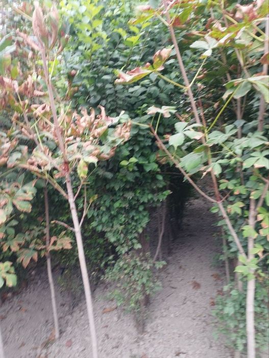 Kashtan zarang sadda qayragʻoch chinor lola sakura archa klyon bor.