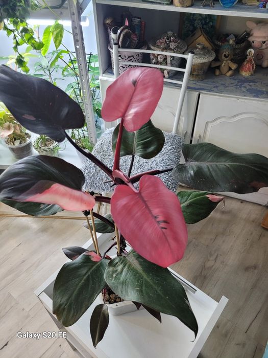 Филодендрон Pink Prinсesss
