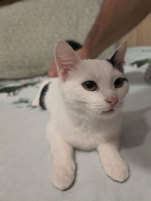 Pisicuta spre adoptie
