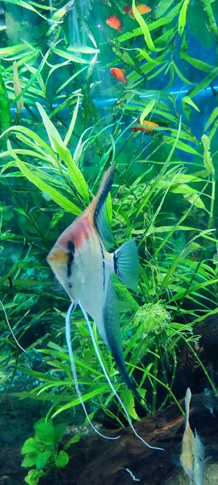 Скалярии Манакапуру. Нерестящаяся пара