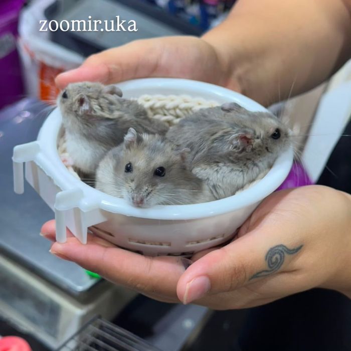 Джунгарские хомяки