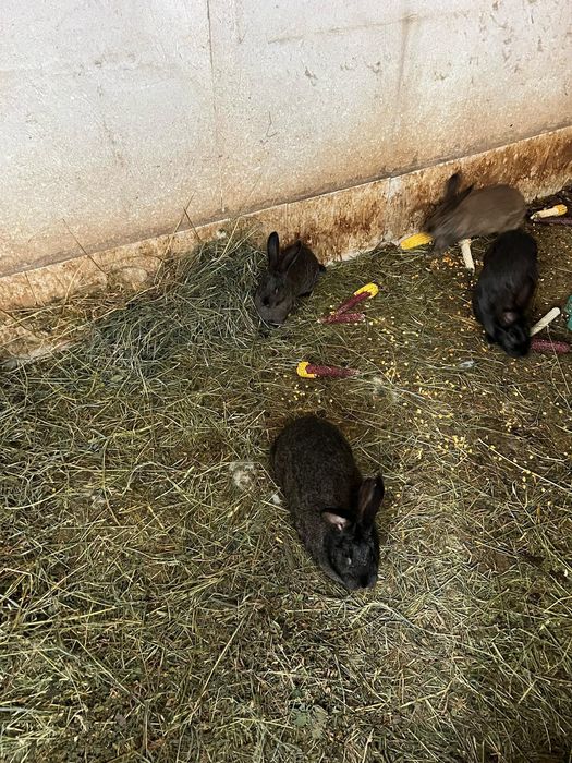 Vând iepuri pui/adult diferite rase