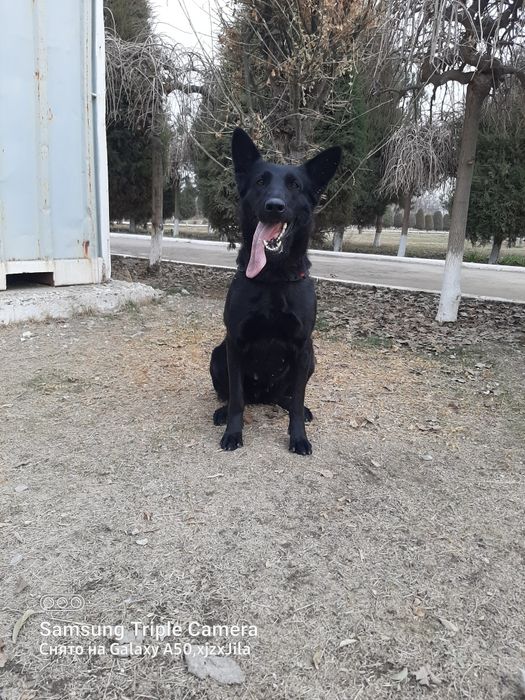 Sharqiy Yevropa ovcharkasi
