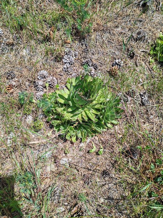Sempervivum / sемпервивум / алпийска роза / кактус / сукулент
