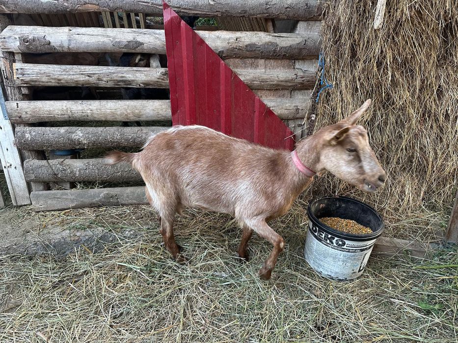 Vând capre alpine metis