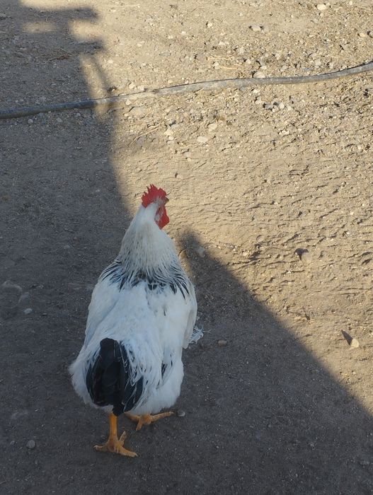 Молодые. Питухи.