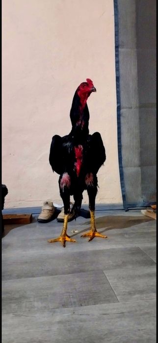 Майски таза ганой 4 кг