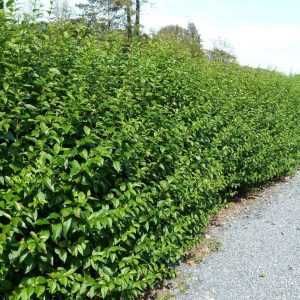 GARD VIU VESNIC VERDE ( ligustrum vulgare )