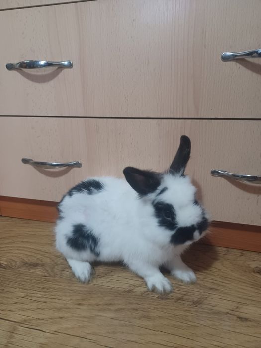 Iepure cap de leu pitic de casă