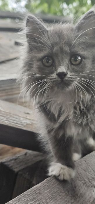 Отдам котят даром