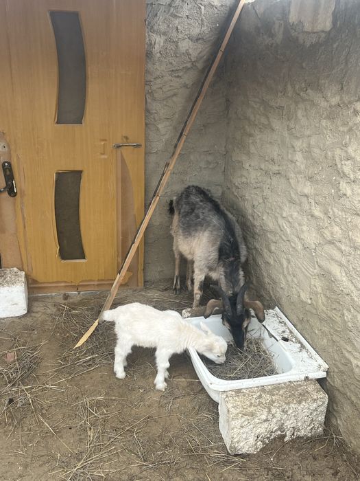 ешкі сатылады лагымен