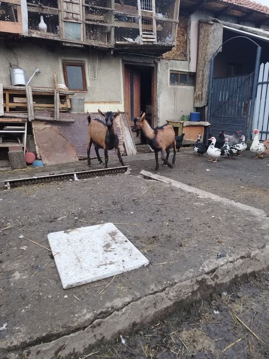 Tapi alpin francez rasa pura