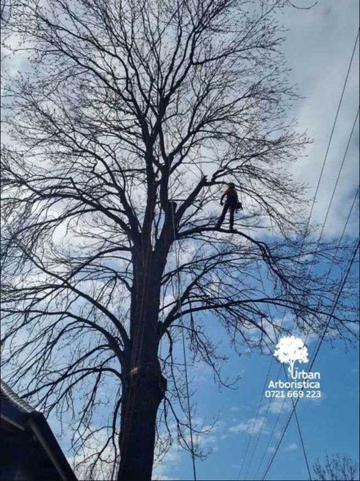 Toaletare Copaci Arbori Pomi Ingrijire Tuns Tuia Cluj-Napoca